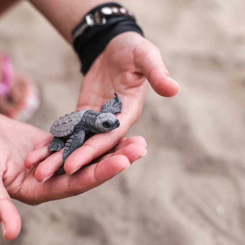 daria-gordova-v2uKKL0vnNY-unsplash (1) (1)